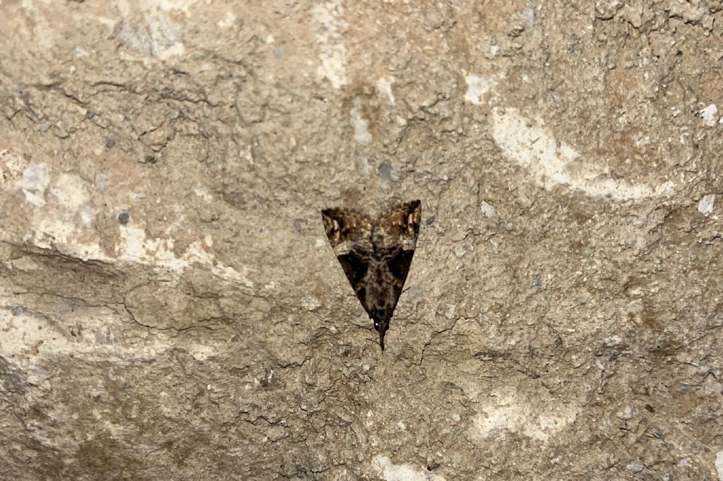 m. e f. della stessa specie ?